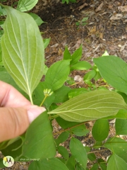 Cornus drummondii