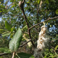 Salix paradoxa