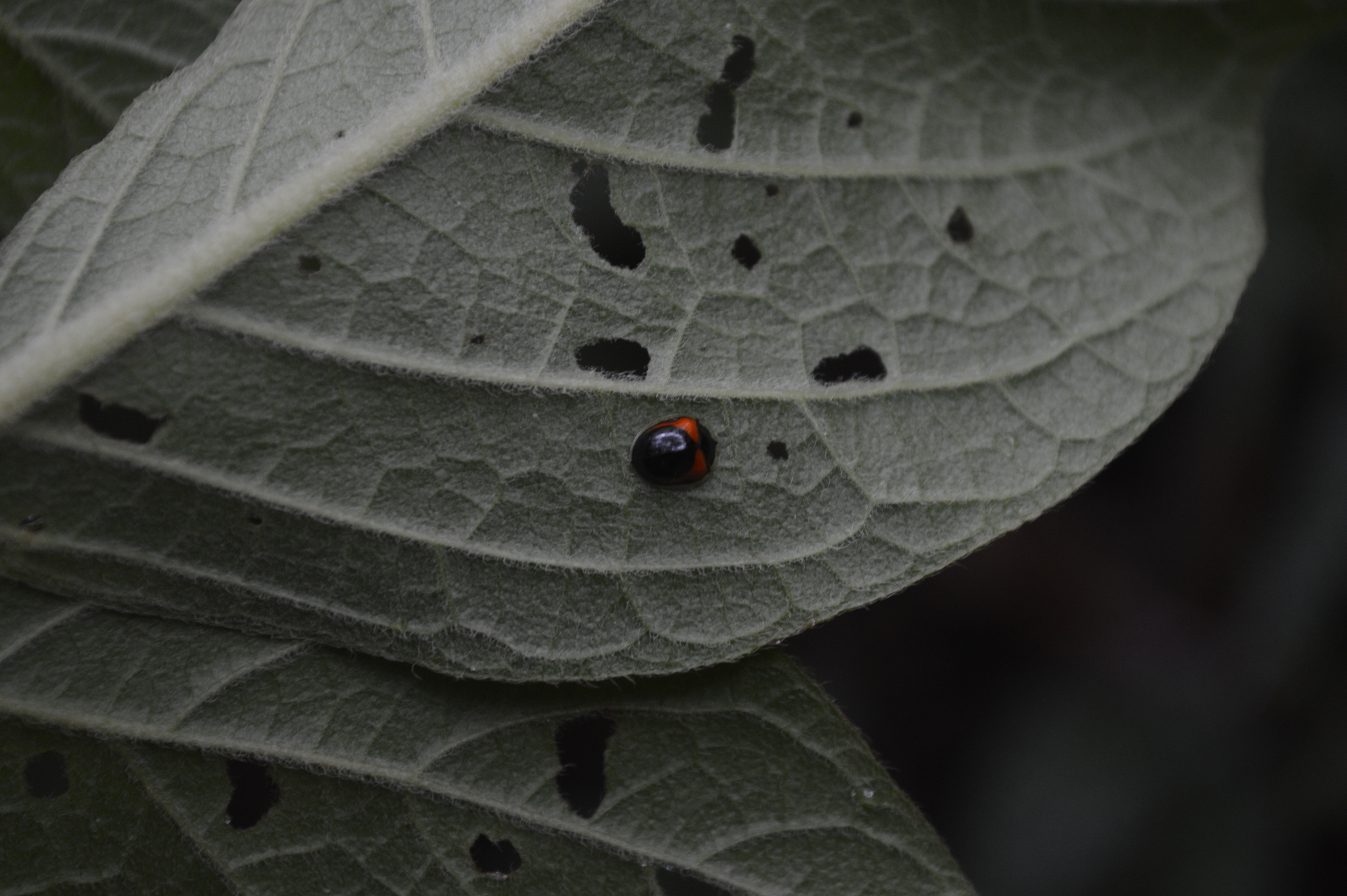 Plagiometriona coccinelloides image