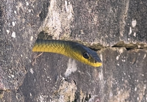 Common Tree Snake sighting