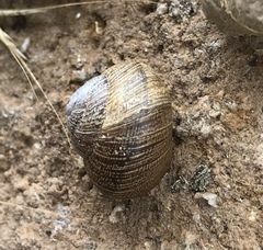 Xerarionta intercisa