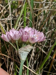 Allium hickmanii