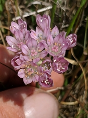 Allium hickmanii