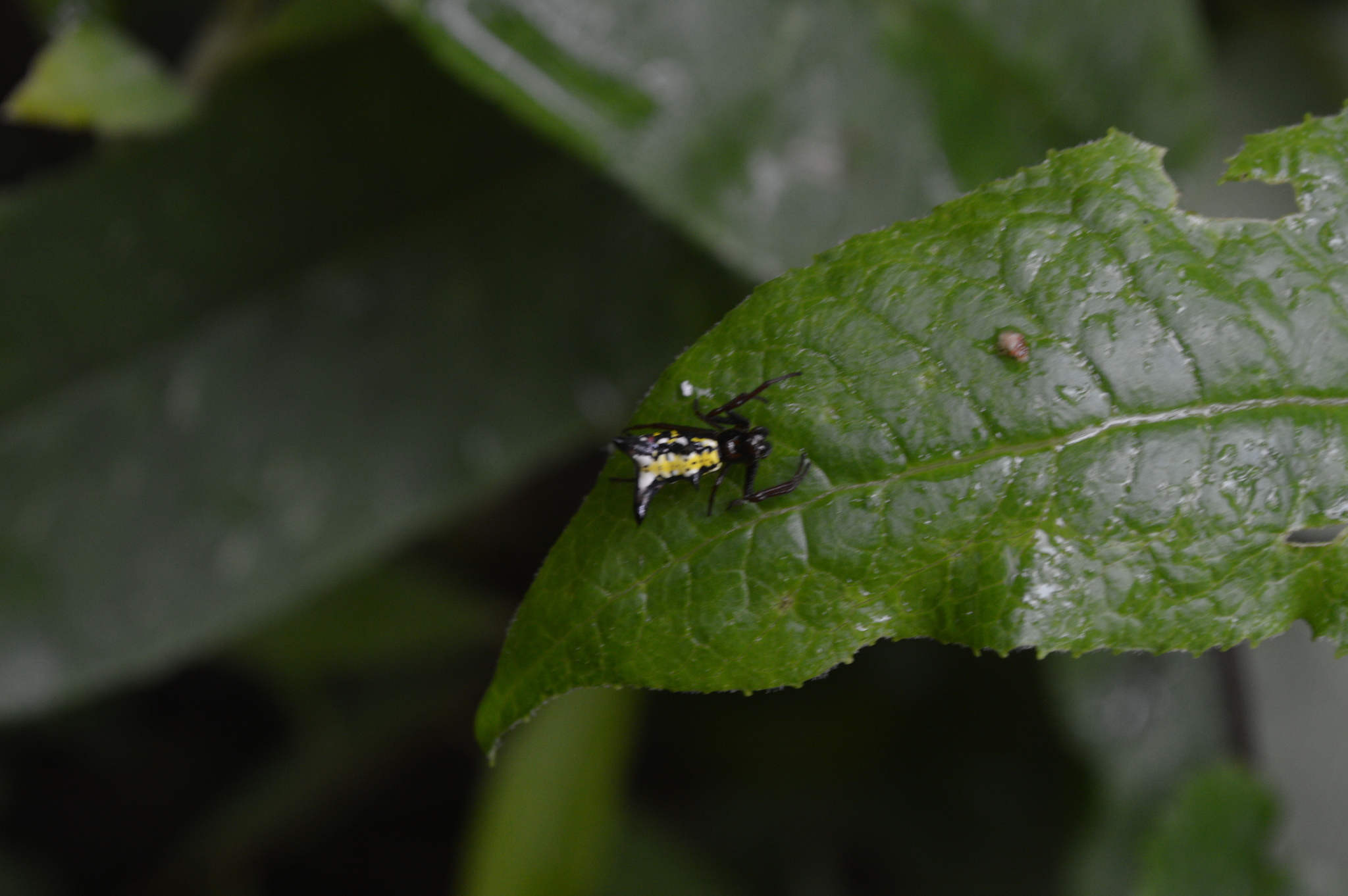 Micrathena raimondi image