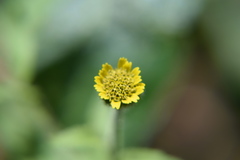 Layia hieracioides
