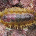 Tufted Chiton - Photo (c) tangatawhenua, some rights reserved (CC BY-NC), uploaded by tangatawhenua