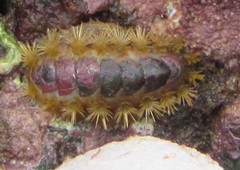 Acanthochitona zelandica
