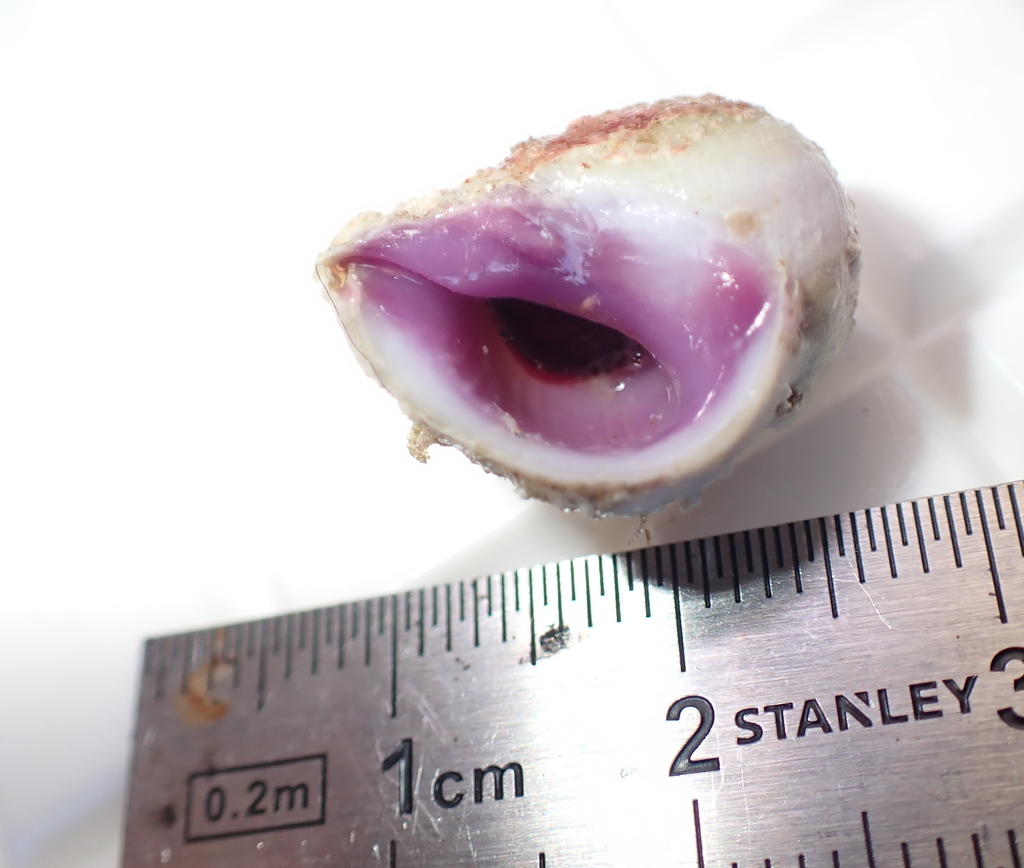 Purple coral snail