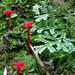 Hygrocybe trinitensis - Photo (c) Serenella Linares, some rights reserved (CC BY), uploaded by Serenella Linares