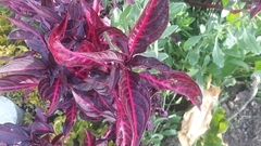 Iresine diffusa herbstii