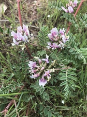 Astragalus cibarius