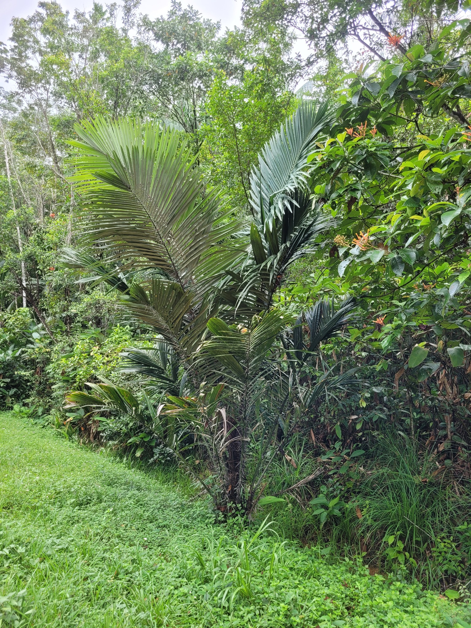 Imagem de Muru-muru