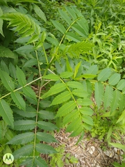 Rhus glabra