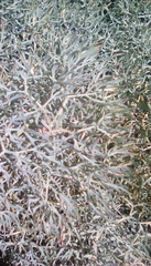 Lomatium columbianum