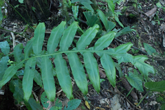 Phlebodium decumanum