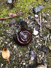 Glyptostoma gabrielense