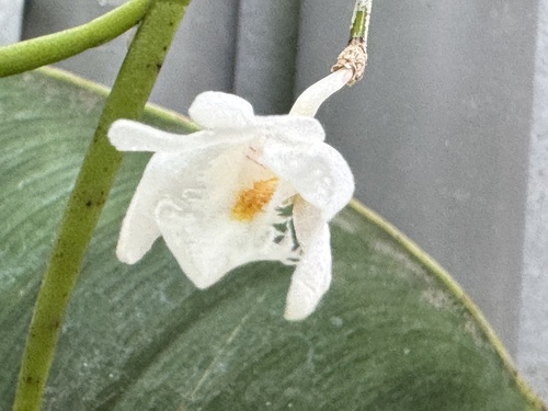 Dendrobium equitans