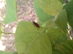 Rhodobaenus sanguineus