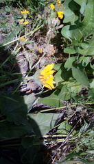 Balsamorhiza