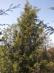 Quercus laurina