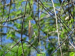 Amphilophium