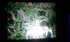 Litsea glaucescens