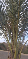 Phoenix dactylifera