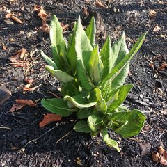 Asclepias notha