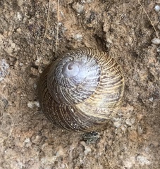 Xerarionta intercisa