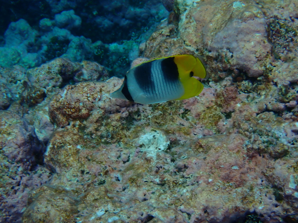 Pacific doublesaddle butterflyfish