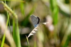Hemiargus hanno hanno