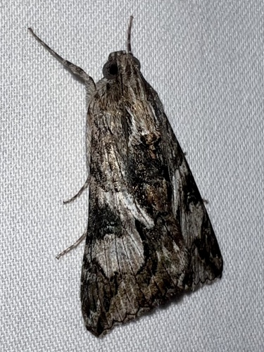 Merry Graphic Moth photo 5