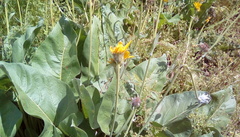 Balsamorhiza