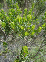 Baccharis linearifolia