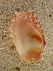Barbatia amygdalumtostum