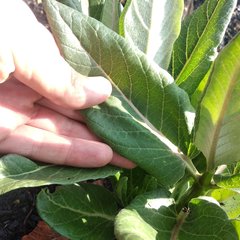 Asclepias notha