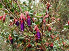 Brachyotum grisebachii