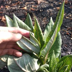 Asclepias notha