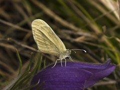 Dismorphiinae