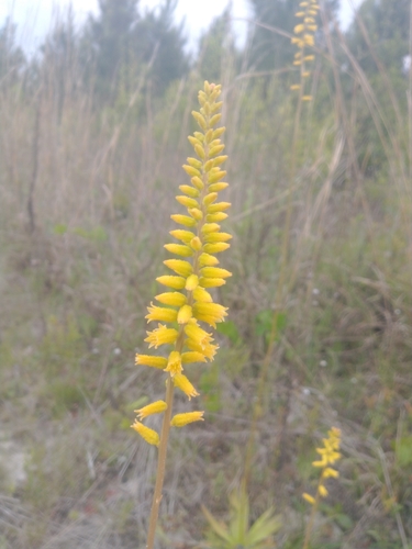 Image of Aletris lutea by (c) i like lizards, some rights reserved (CC BY)