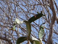 Opuntia auberi