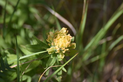 Castilleja wightii