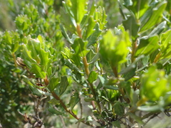 Baccharis linearifolia