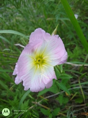 Oenothera speciosa