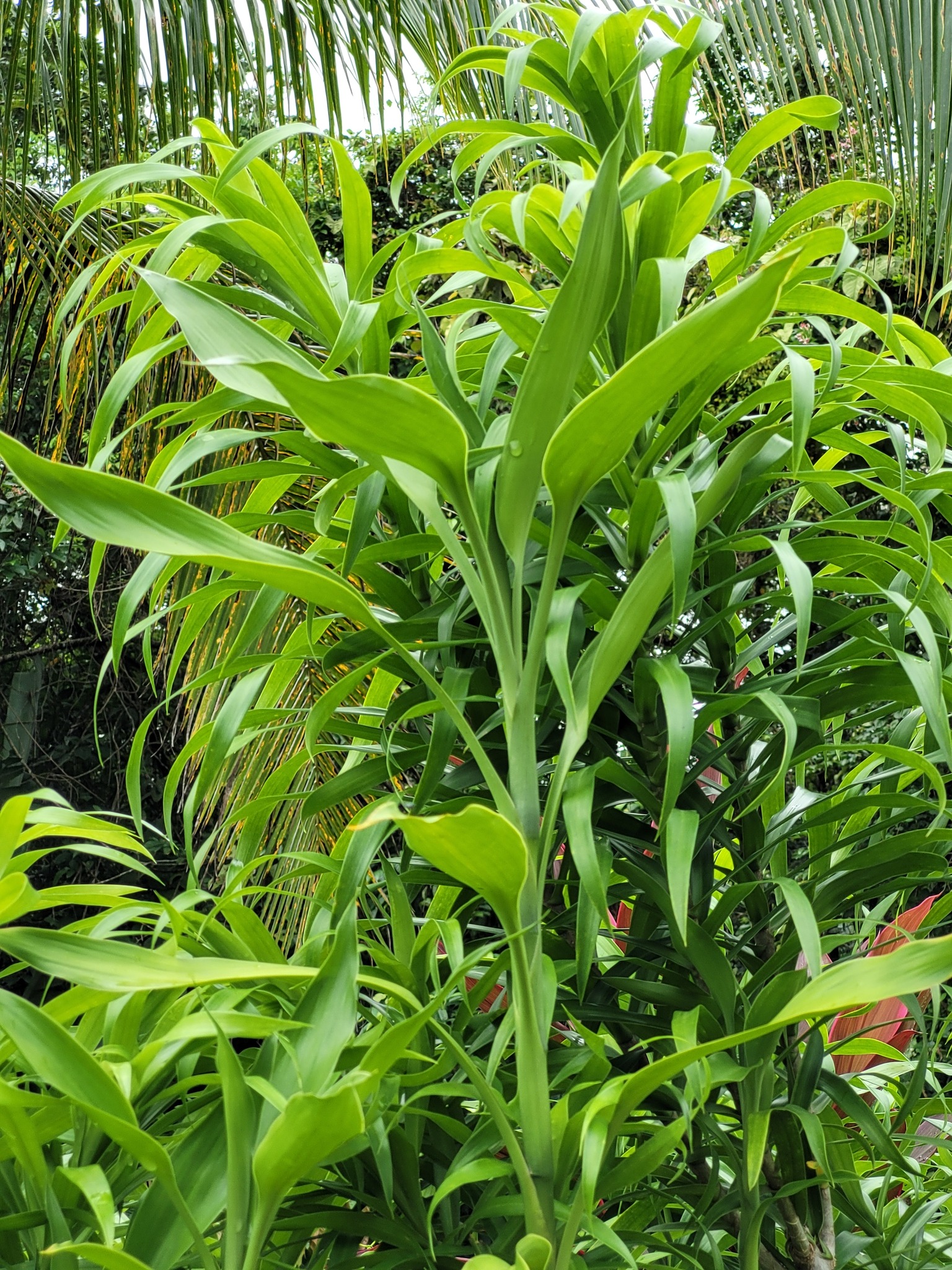 Imagem de Bambu-da-sorte