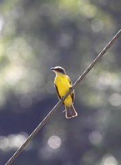 Myiozetetes granadensis
