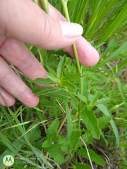 Oenothera speciosa