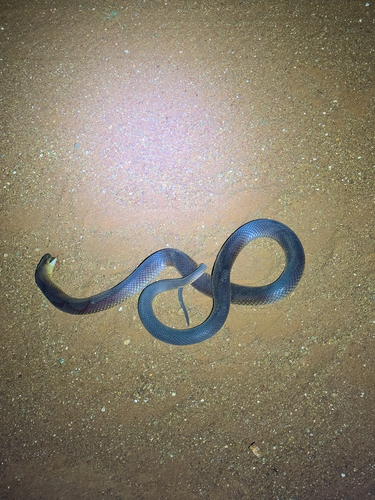 Mulga Snake sighting