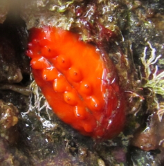 Cryptoconchus porosus