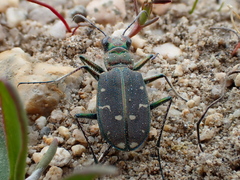 Cicindela oregona oregona